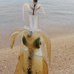 午後からエギング